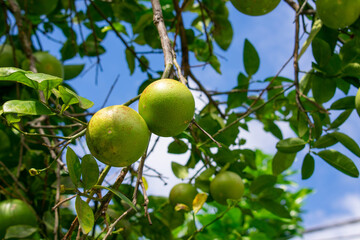 green pomelos on tree