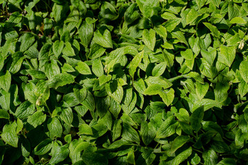 Mint. The mint plant grows in the garden.