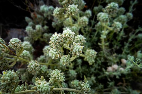 Closeup shot of teucrium polium plant growing in the forest
