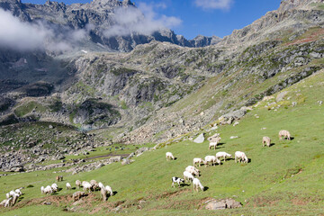 Fototapeta na wymiar A herd of sheep in the mountains. Beautiful mountain landscape view.
