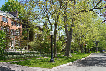 Residential street with mature trees and leaves emerging in spring
