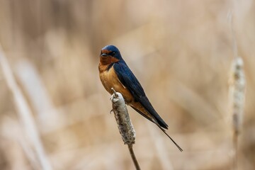 Close-up shot of a swallow sitting on a dried reed bulrush in blurry background