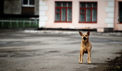 A stray dog with yellow fur and big ears is waiting for a kind person