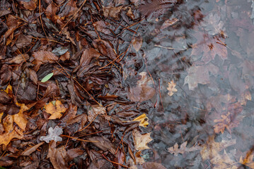 Part of the decoration of the facade of the building and the material from which it is built; 
wet autumn leaves half in water