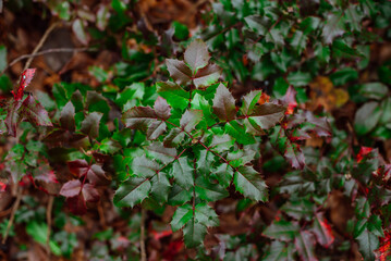 Part of the decoration of the facade of the building and the material from which it is built; 
green bush close-up with different shades of color

