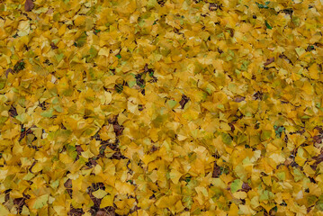 Part of the decoration of the facade of the building and the material from which it is built; 
many yellow leaves on the ground