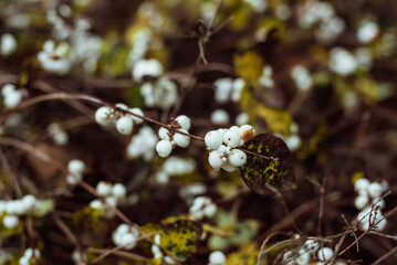 Part of the decoration of the facade of the building and the material from which it is built; 
a bush with small white fruits
