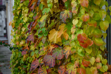 Part of the decoration of the facade of the building and the material from which it is built; 
a grape vine weaves along the wall