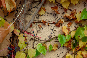 Part of the decoration of the facade of the building and the material from which it is built; 
a grape vine weaves along the wall