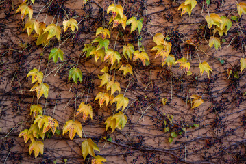 Part of the decoration of the facade of the building and the material from which it is built; 
a grape vine weaves along the wall