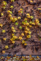 Part of the decoration of the facade of the building and the material from which it is built; 
a grape vine weaves along the wall