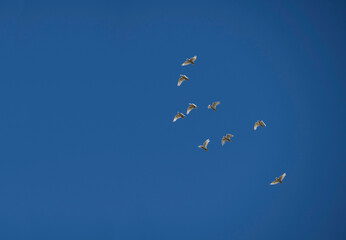 Little Corella (Cacatua sanguinea)