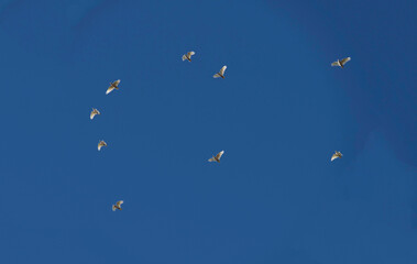 Little Corella (Cacatua sanguinea)