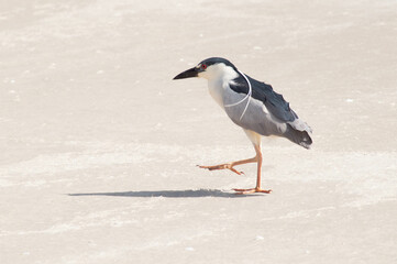 Photograph of a lonely bird on the beach