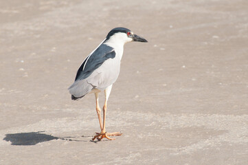 Photograph of a lonely bird on the beach
