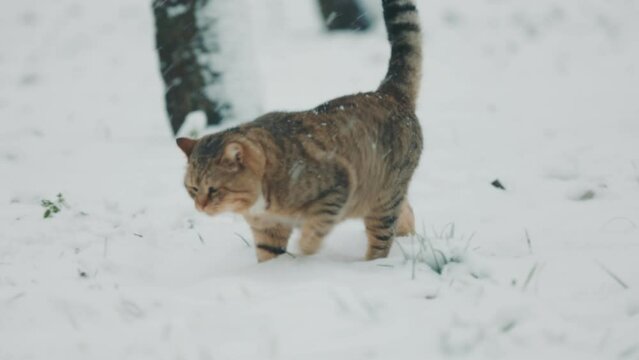 cat walks in the winter on the street when it snows