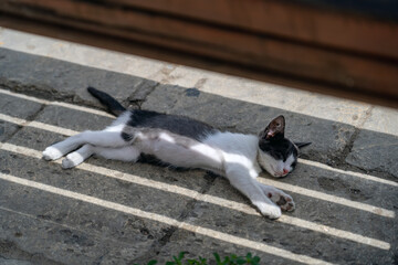 Black and white kitten sleeping under bench in striped shade on terrace pavement