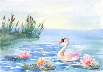 Watercolor illustration water lilies and white swans on the lake and shore with cattail. Card invitation. © Brelena