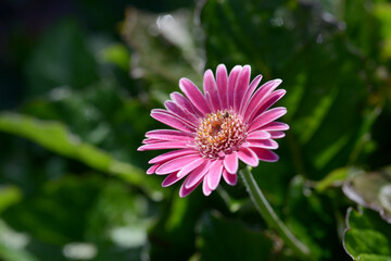 Fototapeta premium ガーベラ