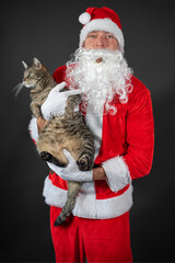 
Portrait von einem verkleideten Weihnachtsmann mit einer Katze auf dem Arm vor grauen Hintergrund...