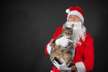 Portrait von einer gestreiften Katze mit Bokeh von den Lichtern am Weihnachtsbaum im Hintergrund