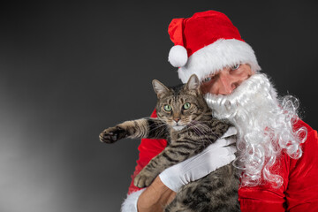 
Portrait von einem verkleideten Weihnachtsmann mit einer Katze auf dem Arm vor grauen Hintergrund...