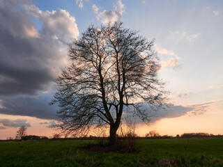 Fototapeta na wymiar Tree silhouette. Sunset over the lone tree. 