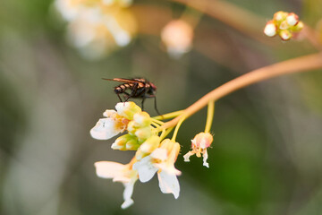 Forest wildflowers blooming. Spring forest flowers. Forest white flowers.