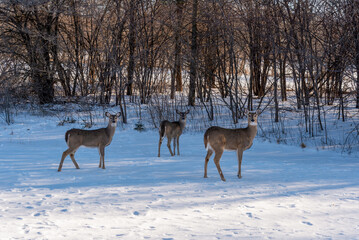 Urban White-tailed Deer In The Snow