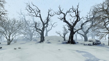 Winter, snowdrifts and old trees