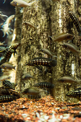 Fish in the ocean. A flock of fish in the sea, aquarium. Aquarium colorful fish in dark blue water. Photo of tropical fish on a coral reef.
