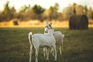 Obraz premium Saanan and Alpine dairy goats on a small farm in Ontario, Canada.