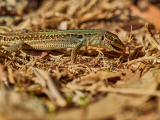 small green lizard crawling on the floor