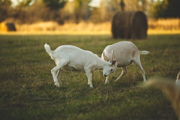 Saanan and Alpine dairy goats on a small farm in Ontario, Canada.