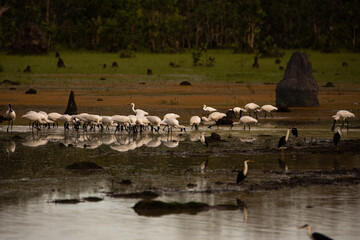 Wetlands in Kakadu with wading Royal Spoonbills (platalea regia).