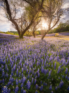 Spectacular lupine super bloom, Folsom Lake in the Central Valley of California.