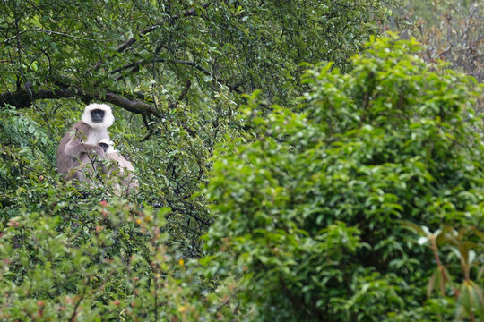 Female Nepalese Gray Langur (Semnopithecus schistaceus) perched in a tree with her young. Langtang National Park. Nepal.