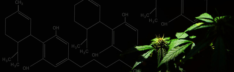 Cannabinoid formula. CBD oil. Cannabis plant. Medical marijuana banner