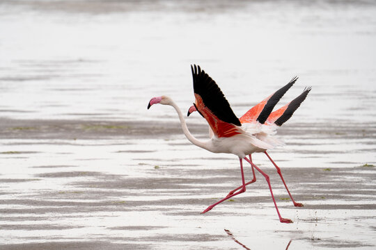 A pair of flamingos takes off to join others in another pool in a wetlands along Pelican Point.