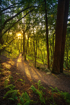 A hiking trail through the magical forests of Marin County, California.