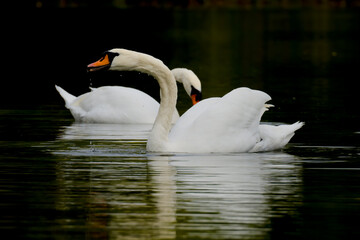 Swans pair reflected in dark water of lake