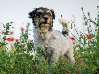 Funny little Jack Russell Terrier dog in a beautiful blooming poppy meadow