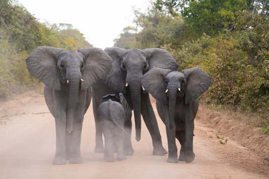 A group of elephants bring their youngest in towards them to protect him as they cross one of the roads that goes throught the park.