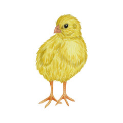 Watercolor yellow little chick. Easter illustration. Isolated on white background. For design postcards, prints, stickers