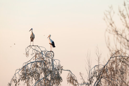 Pair of white storks (Ciconia ciconia) perched on tree. Catalonia. Spain.