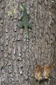 Adult Chinese Water Dragon (Physignathus cocincinus) perched on tree trunk. Nakai-Nam Theun National Protected Area. Laos.