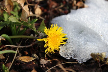 Fallen dandelion still blooming on the snowy ground
