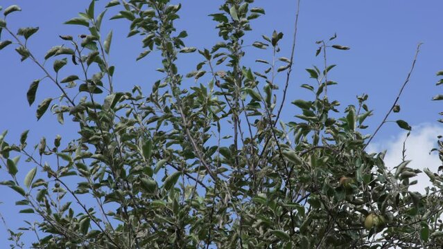 Wind blowing through apple tree branches