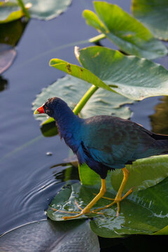 Hunting purple galinule