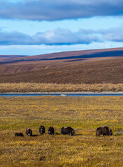 Musk oxen in field in northern Alaska